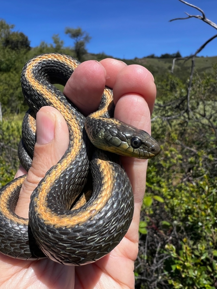 Santa Cruz Garter Snake